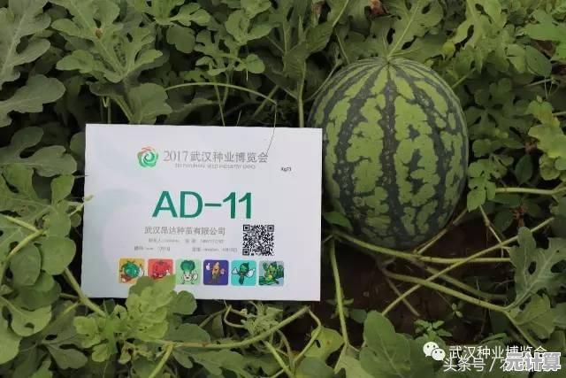 昂达平板安装Windows 11指南：从操作步骤到故障排除一应俱全