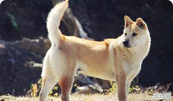 最强土狗"的手绘风职业冒险如此有趣,真的不试试看? 最强土狗"的手绘风职业冒险如此有趣,真的不试试看?