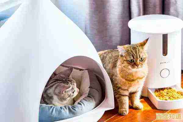 当猫咪遇上高科技路由器:探索智能养宠的未来趋势 当猫咪遇上高科技路由器:探索智能养宠的未来趋势