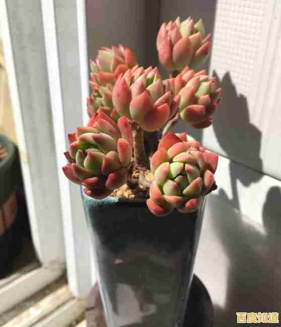 解锁新玩法有多爽？植物大战僵尸无敌版》丰富关卡来袭，你的战术能通关吗？