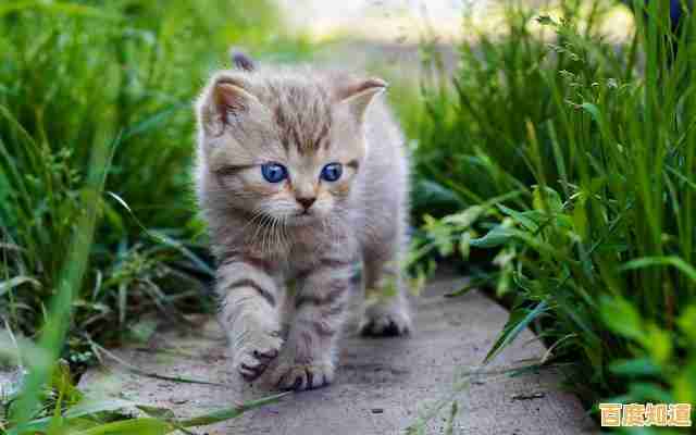 谁说经营游戏不够可爱？猫咪小吃店最新版》的萌系画风和小动物互动不心动吗？