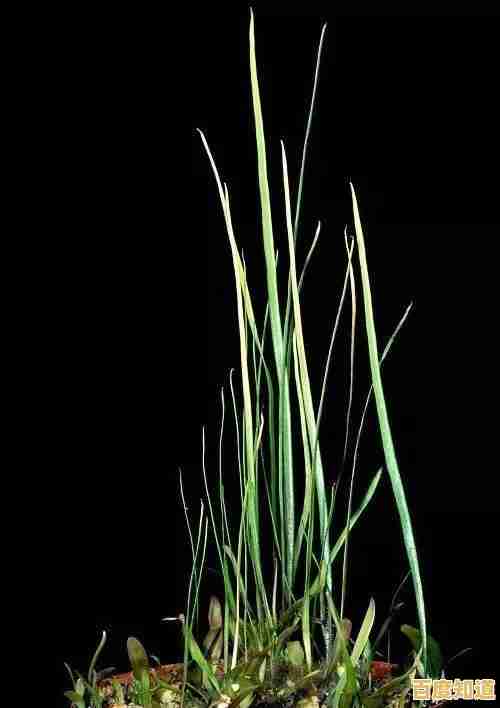 经典玩法+创新系统,植物大战僵尸生态版不来试试? 经典玩法+创新系统,植物大战僵尸生态版不来试试?