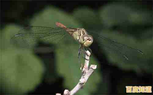 Windows 7账户被停用?快速恢复账户访问权限的实用技巧! Windows 7账户被停用?快速恢复账户访问权限的实用技巧!