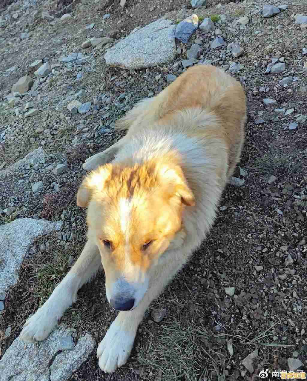 厌倦了人类生活？试试《狗的生存(DogSurvivalSimulator)和狗狗朋友们晒太阳不香吗？