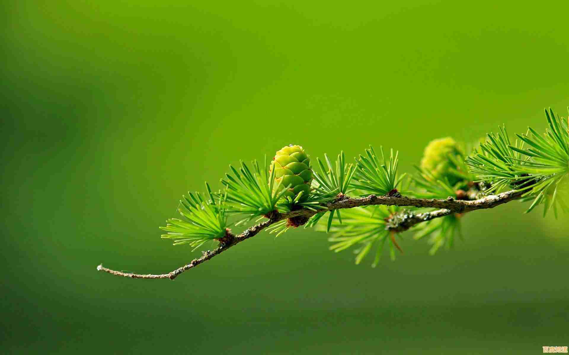 轻松实现手机连接电脑上网的完整指南与操作解析