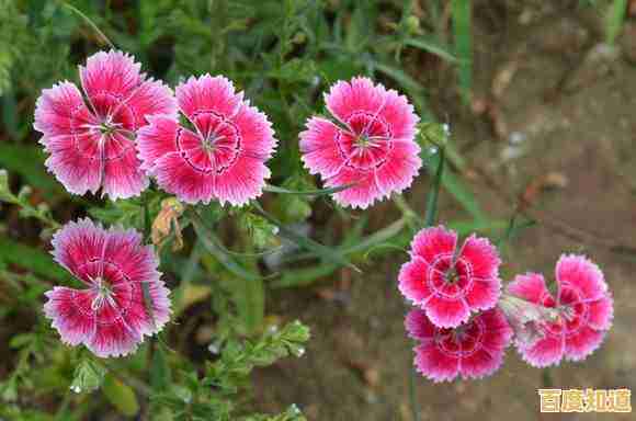 还在玩原版？植物大战僵尸增强版的新功能你了解吗？